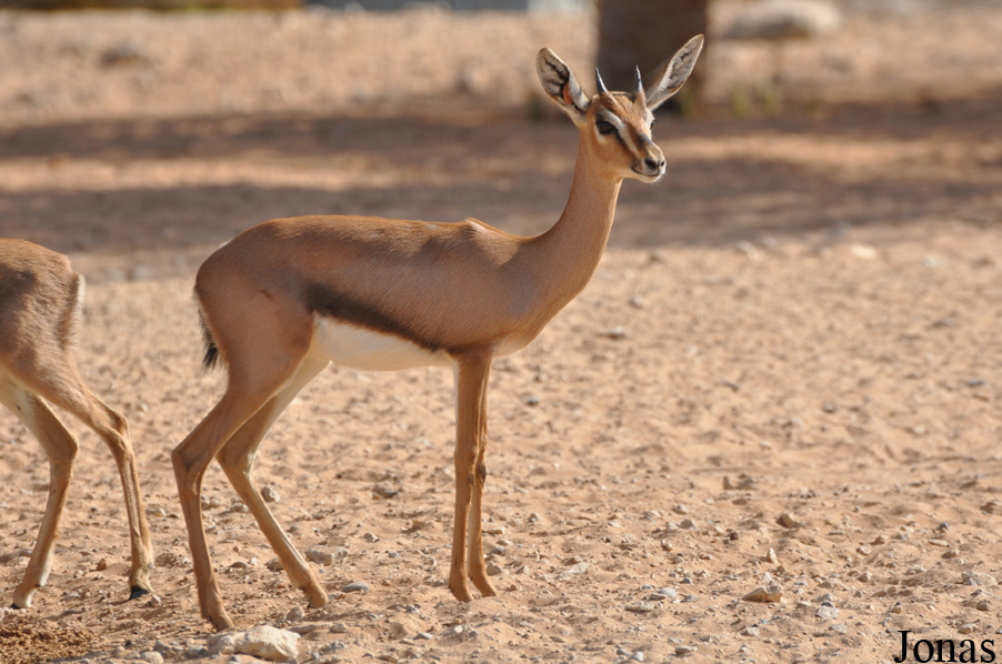 Gazella gazella cora