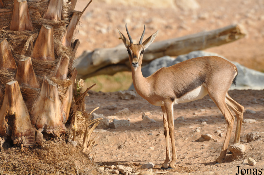 Gazella gazella cora
