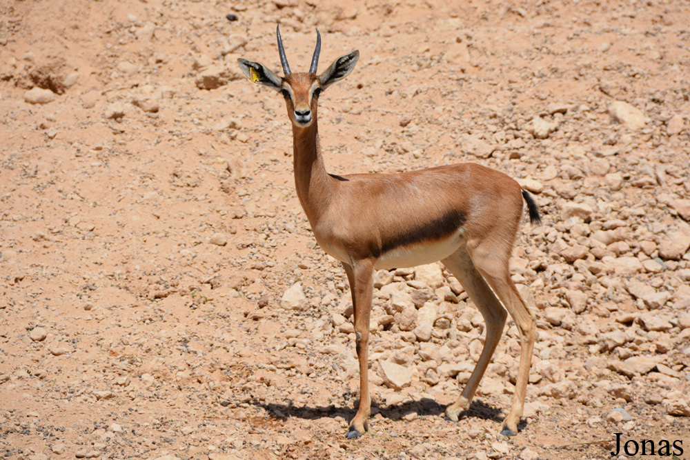 Gazella gazella cora