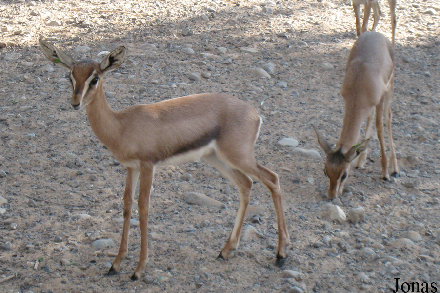 Gazella gazella cora