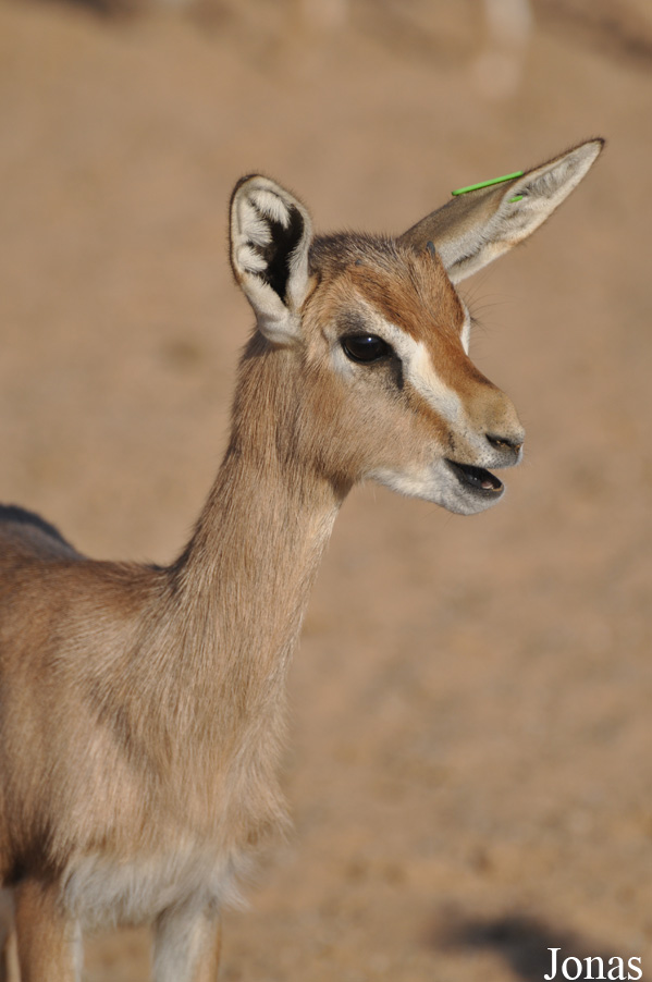 Gazella gazella cora