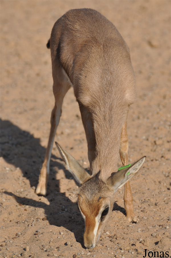 Gazella gazella cora