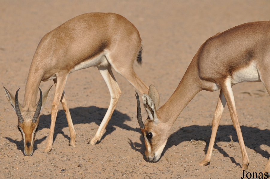 Gazella gazella cora