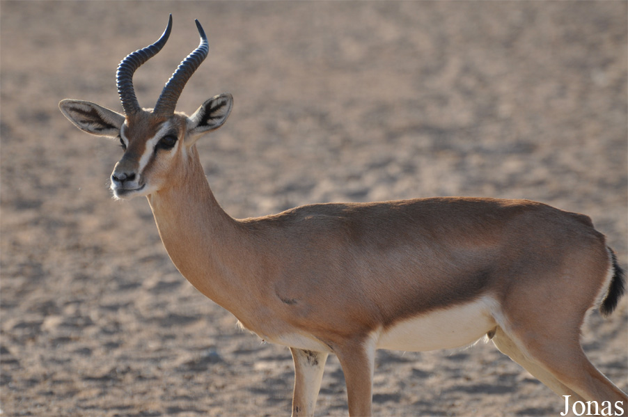 Gazella gazella cora