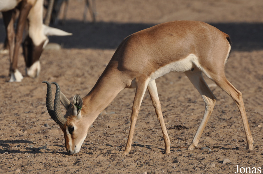 Gazella gazella cora