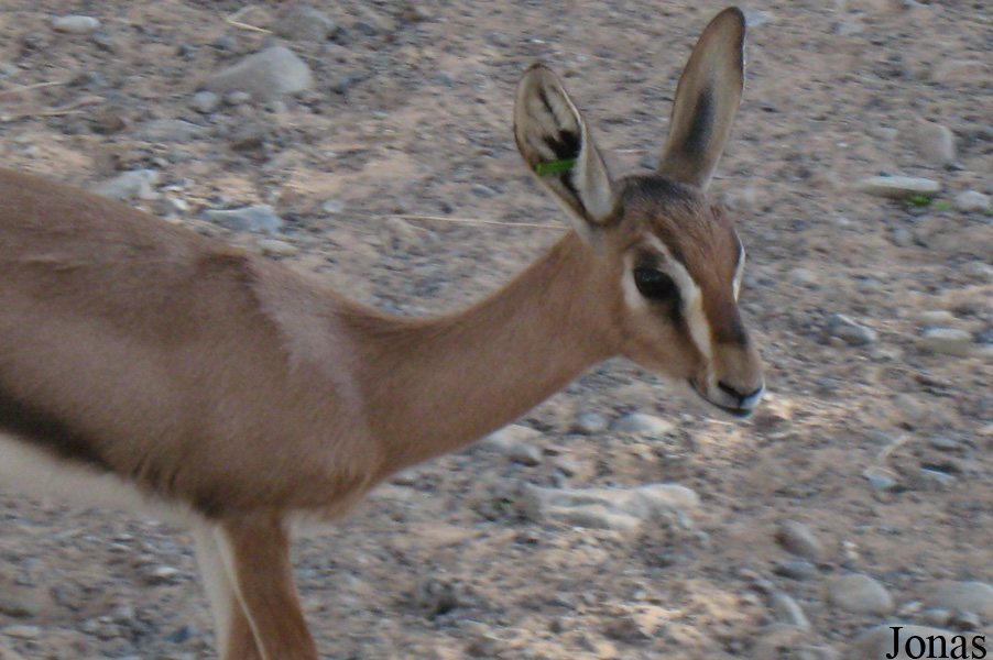 Gazella gazella cora