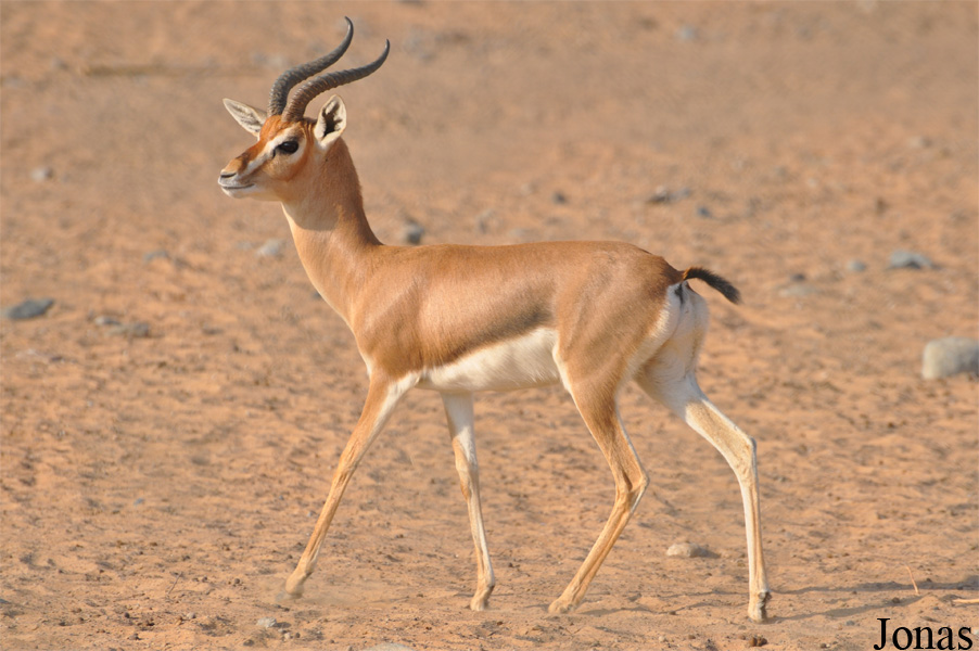 Gazella gazella cora