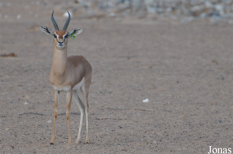 Gazella gazella cora