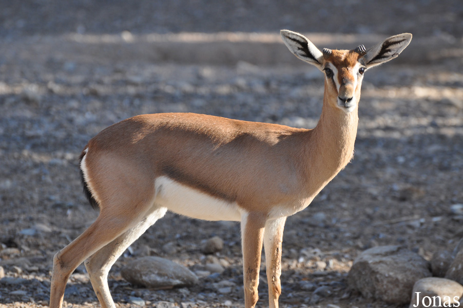 Gazella gazella cora