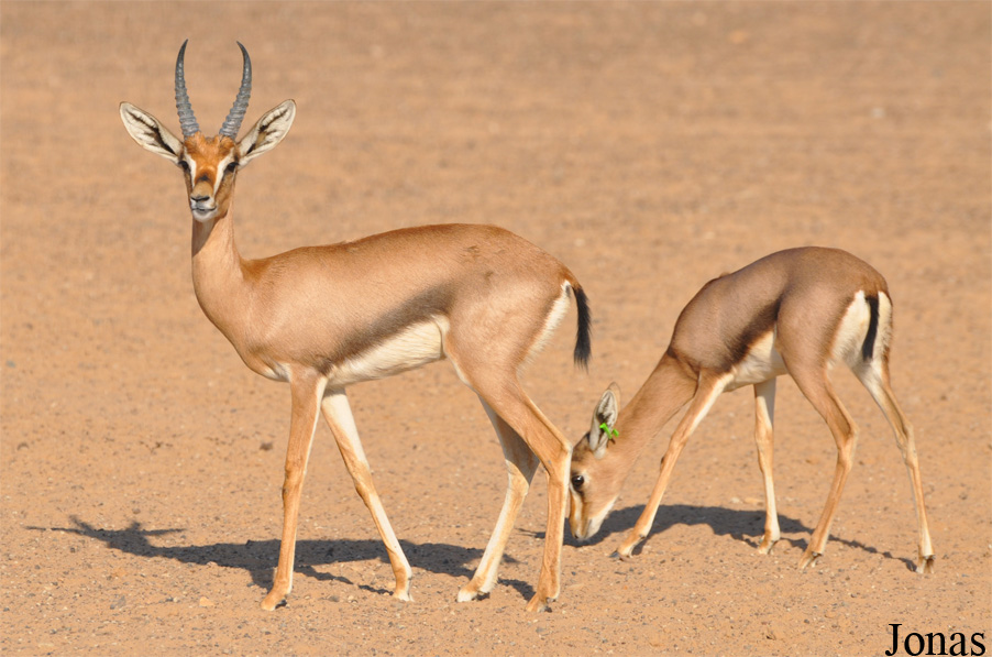 Gazella gazella cora