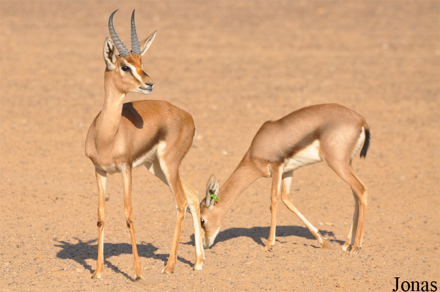 Gazella gazella cora