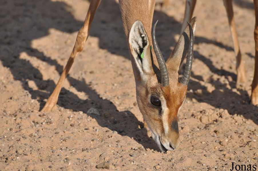 Gazella gazella cora