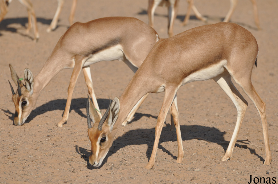 Gazella gazella cora