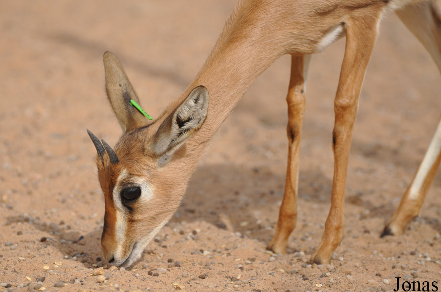 Gazella gazella cora