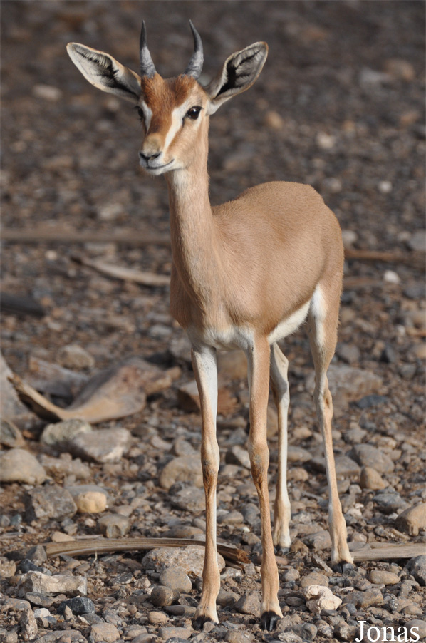 Gazella gazella cora