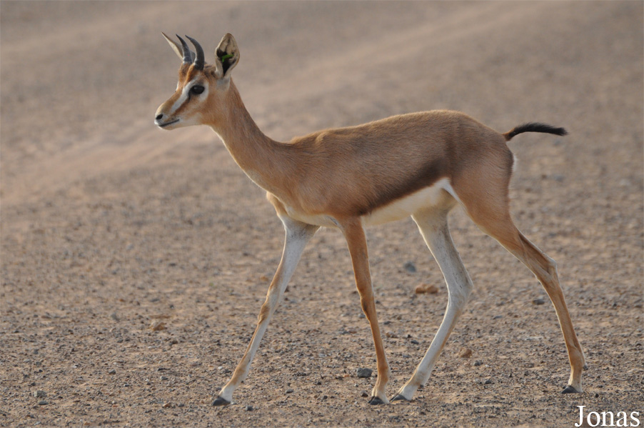 Gazella gazella cora