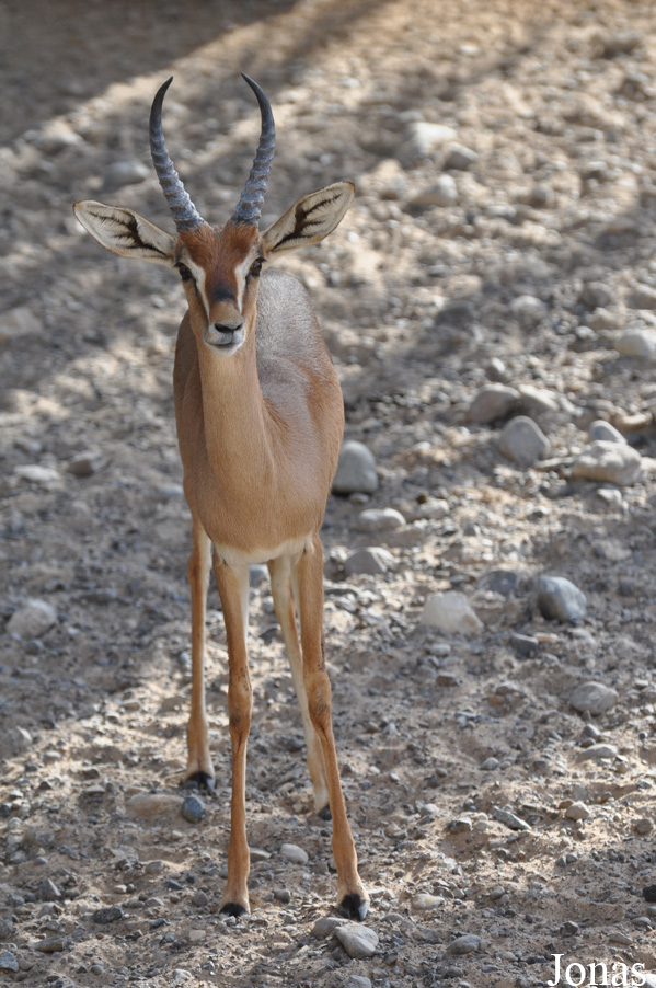 Gazella gazella cora