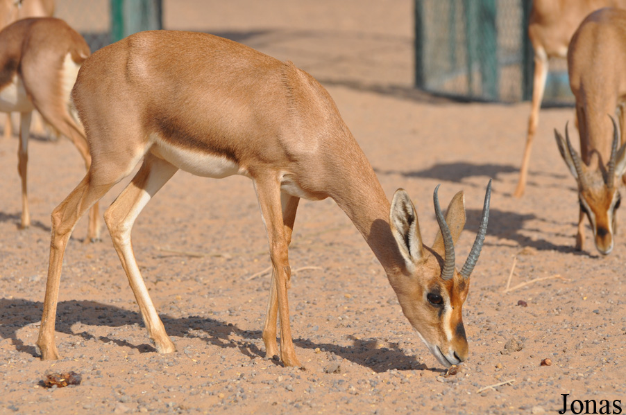 Gazella gazella cora