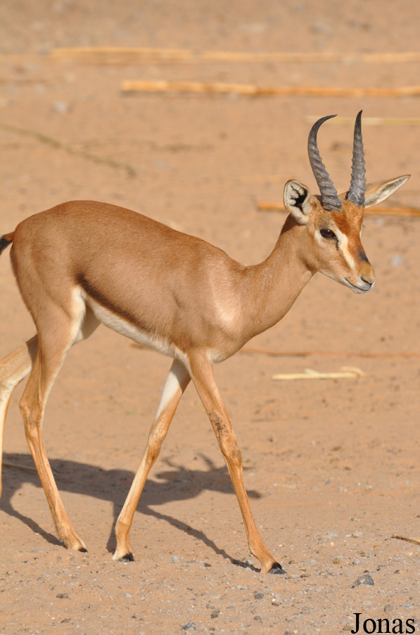 Gazella gazella cora