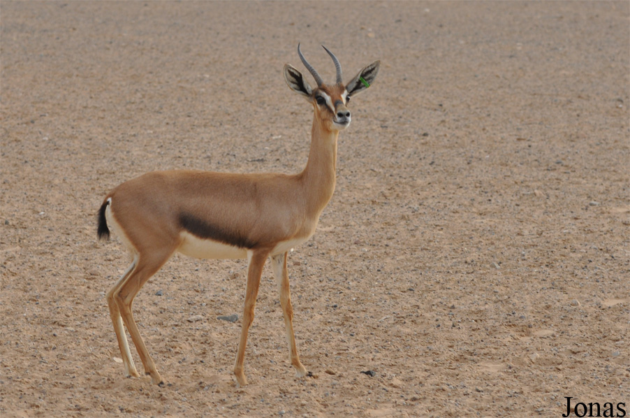 Gazella gazella cora