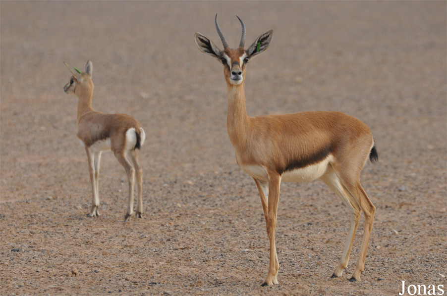 Gazella gazella cora