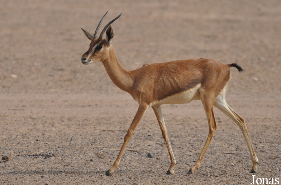 Gazella gazella cora