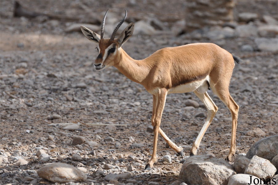 Gazella gazella cora