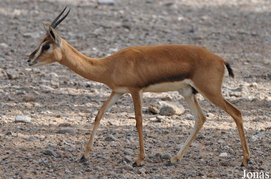 Gazella gazella cora