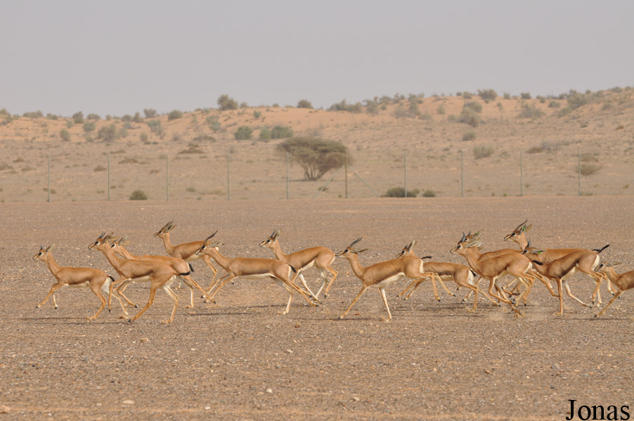 Gazella gazella cora