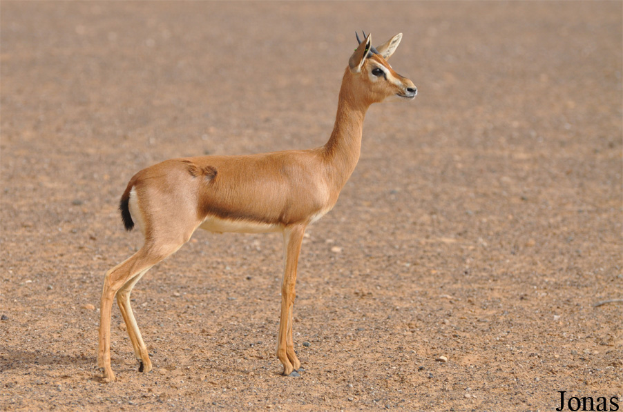 Gazella gazella cora