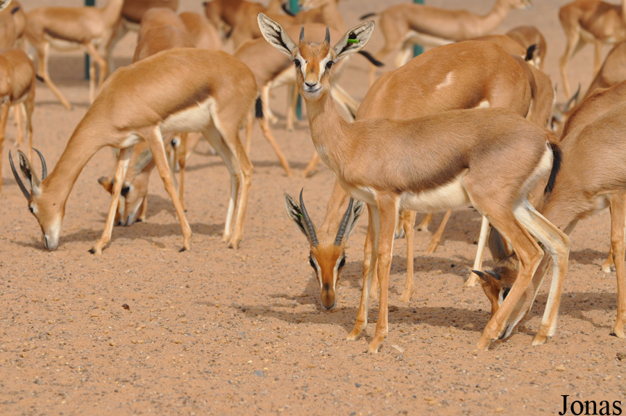 Gazella gazella cora