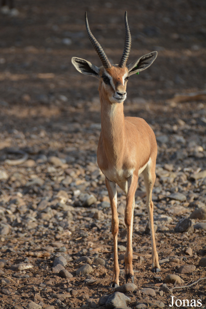 Gazella gazella cora
