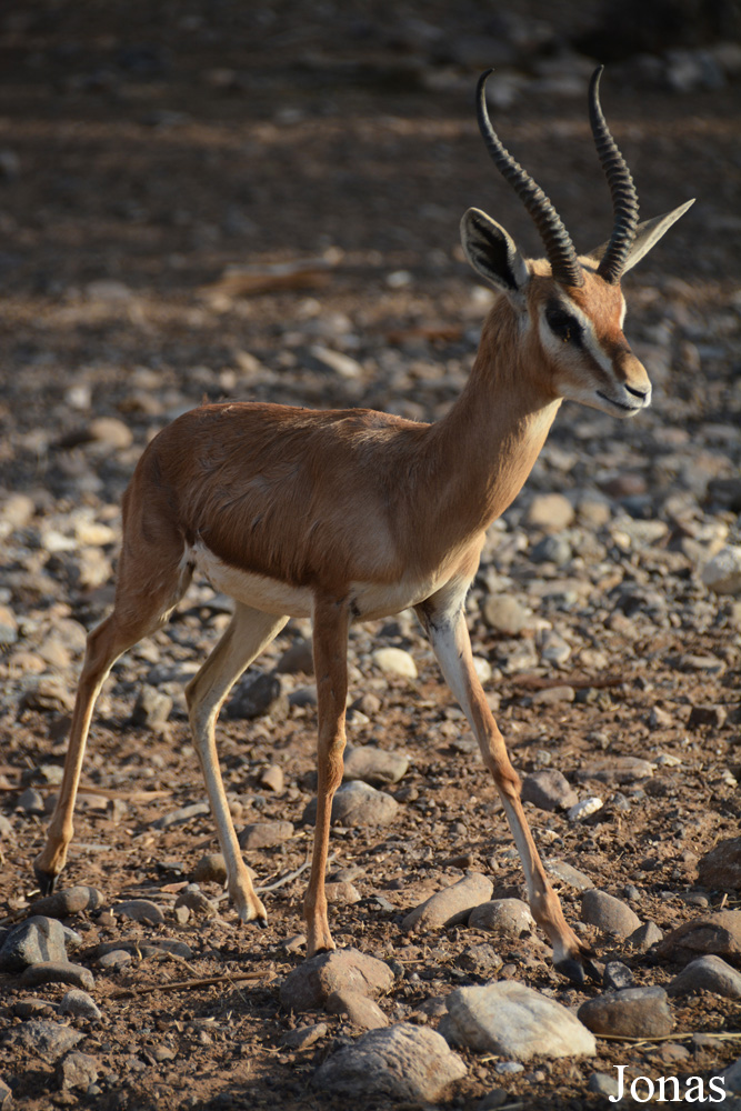 Gazella gazella cora
