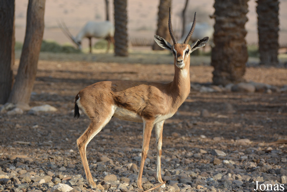 Gazella gazella cora