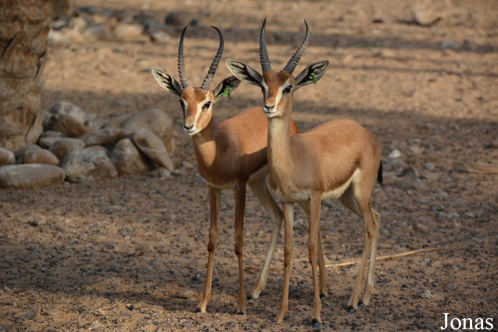 Gazella gazella cora