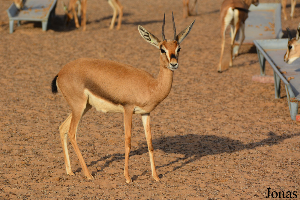 Gazella gazella cora