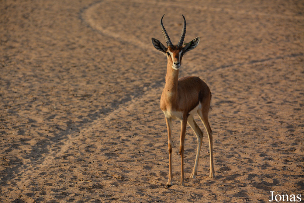 Gazella gazella cora
