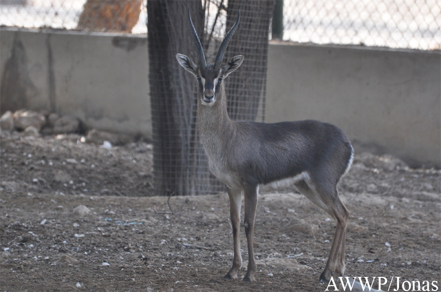 Gazella gazella erlangeri