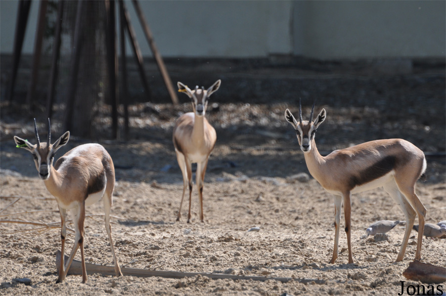 Gazella spekei