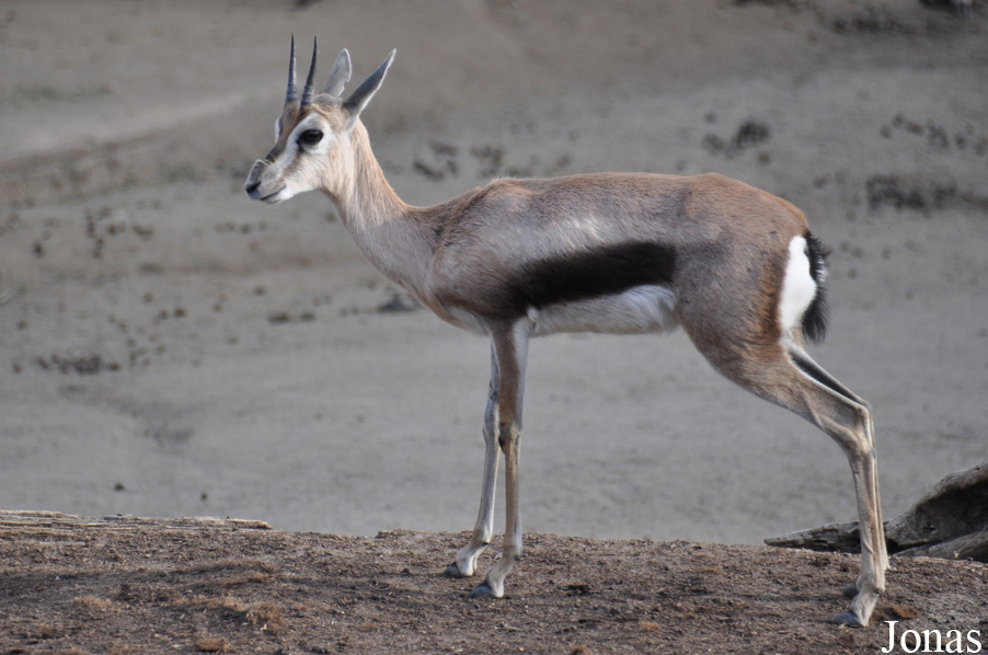 Gazella spekei
