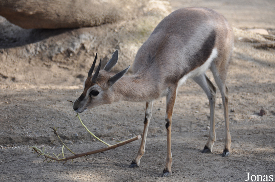 Gazella spekei