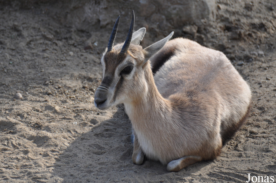 Gazella spekei