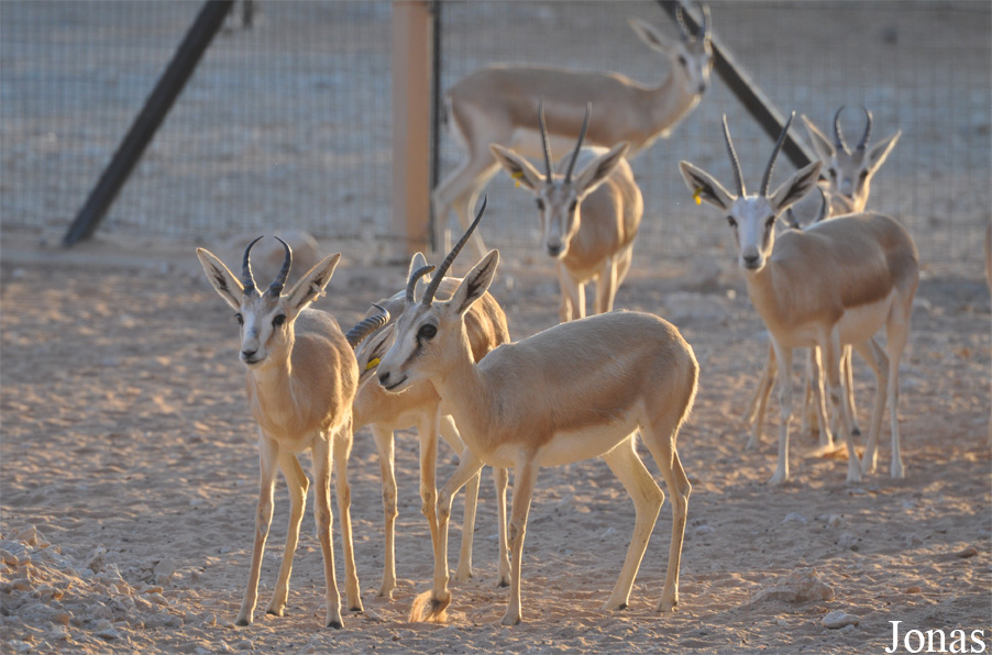 Gazella subgutturosa marica