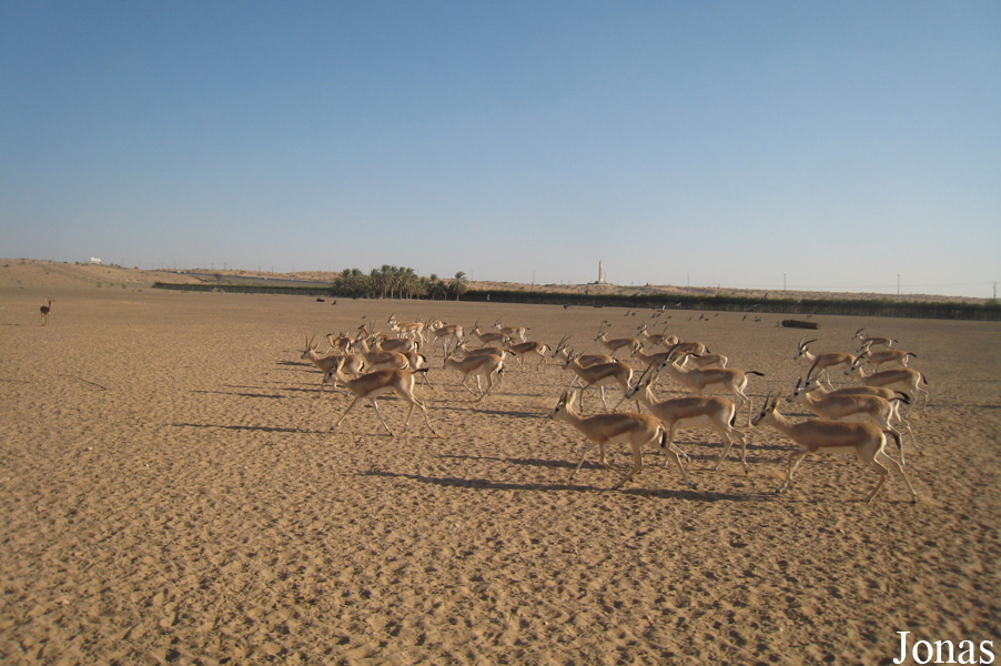 Gazella subgutturosa marica