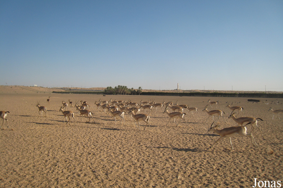 Gazella subgutturosa marica