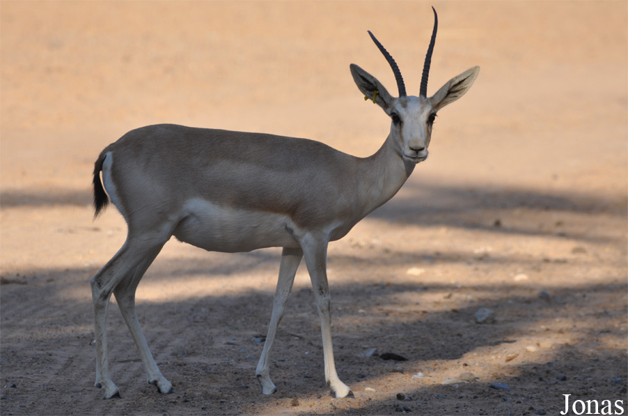 Gazella subgutturosa marica