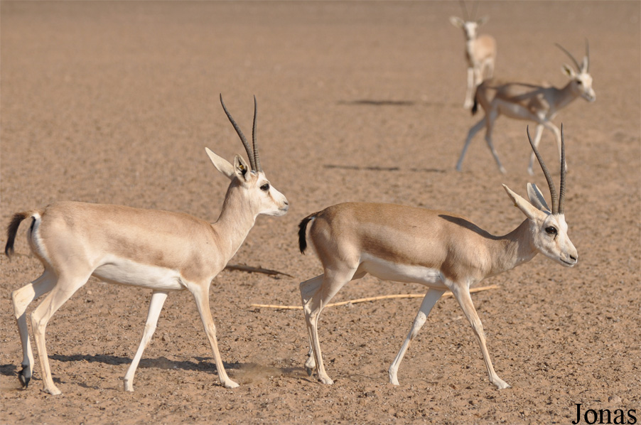 Gazella subgutturosa marica