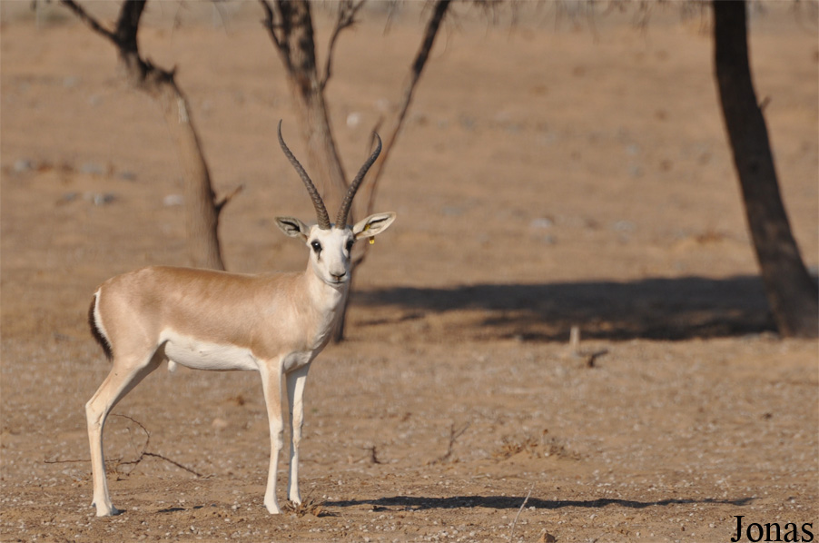 Gazella subgutturosa marica