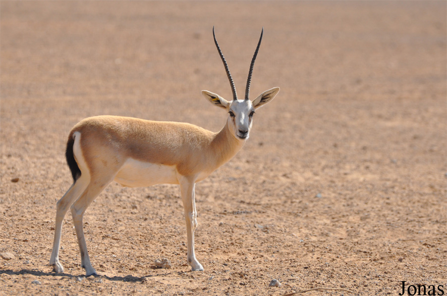 Gazella subgutturosa marica