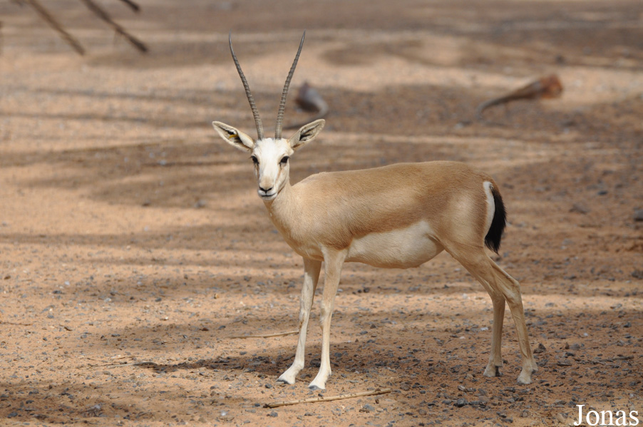 Gazella subgutturosa marica
